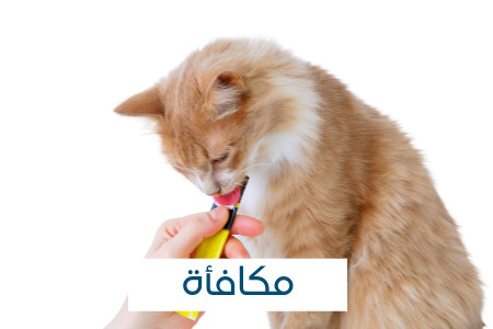 مكافأت للقطط