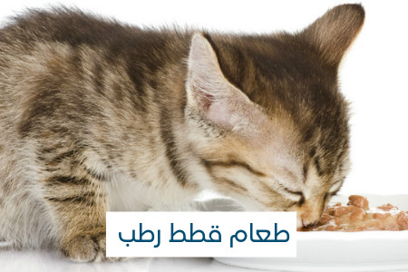 طعام  رطب للقطط