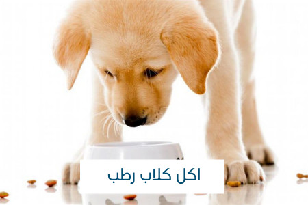 طعام رطب للكلاب