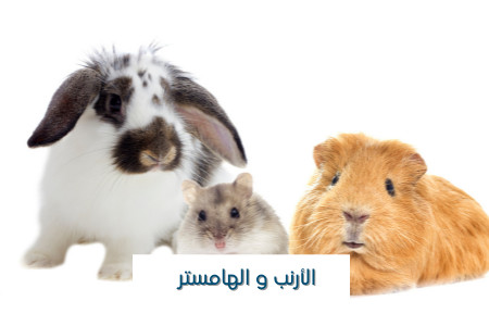 أرانب وهامستر