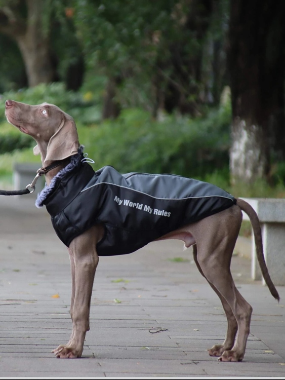 سترة الكلب للماء عالية الجودة اللون الأسود الحجم XXXL