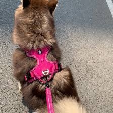  Dog Harness (L)
