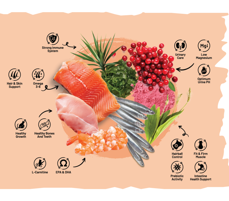 Sarar Salmon & Shrimp – دراي فود للقطط البالغة 