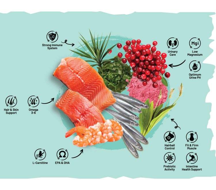 Sarar Salmon & Cranberry – دراي فود للقطط المُعقّمة والخاملة (For Sterilized Cats – Fit & Urinary Care Formula)