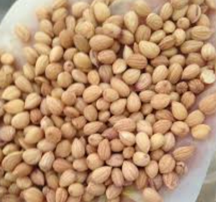 محلب حب 20 غرام 