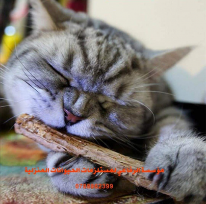 أعواد الكات نب الطبيعي