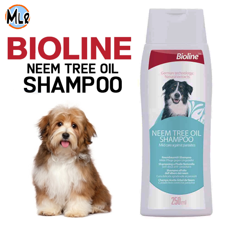 شامبو فطريات للكلاب