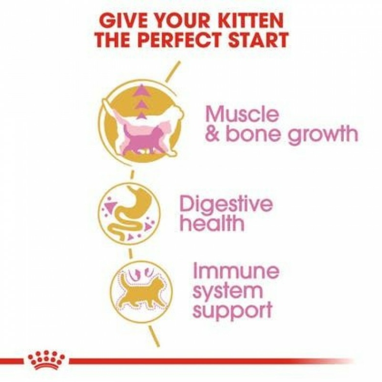 رويال كانين القطط البريطانية قصيرة الشعر 2 كجم