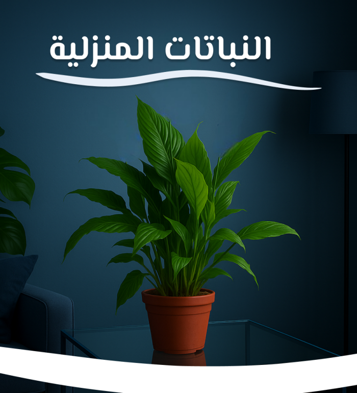 نباتات الزينة المنزلية